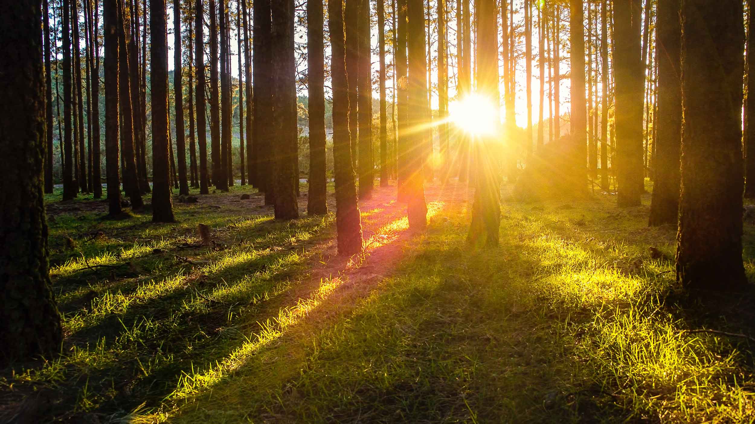 Lyssna på mindfulness. Bild föreställer en skogsdunge där solen skiner mellan trädstammarna